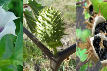 Aspectos das flores, frutos e sementes