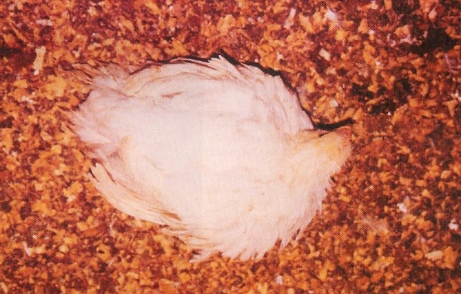 Frango_Coccidiose