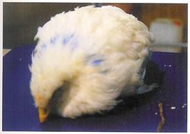Frango_doença_Gumboro